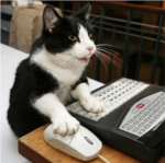Cat works on computer.