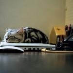 Cat sleeps on laptop.