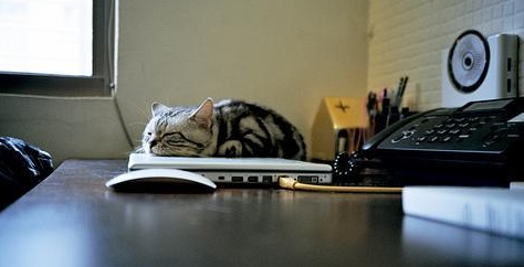 Cat sleeps on laptop.