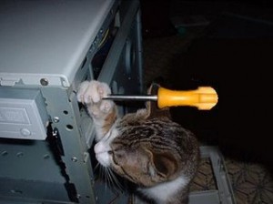 Cat performs computer repair.