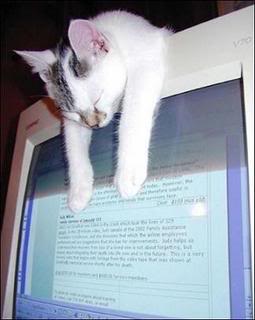 Cat slumps over computer monitor.