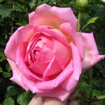 Pink "Jubilee Celebration" English rose by David Austin.