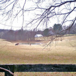 Potomac, MD horse farm