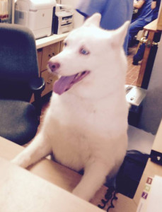 Dog Sasha at desk